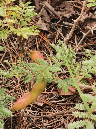 Ricoa leptophylla, photographed by M. Socorro González Elizondo