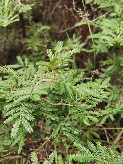 Ricoa leptophylla, photographed by M. Socorro González Elizondo