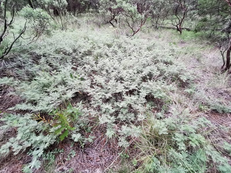 Ricoa leptophylla, photographed by M. Socorro González Elizondo