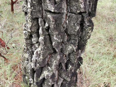 Pinus leiophylla, photographed by M. Socorro González Elizondo