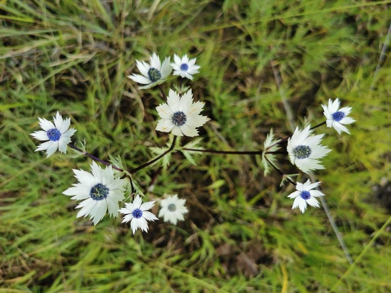 Eryngium lemmonii, photographed by M. Socorro González Elizondo