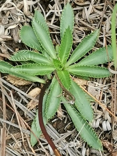 Eryngium lemmonii, photographed by M. Socorro González Elizondo
