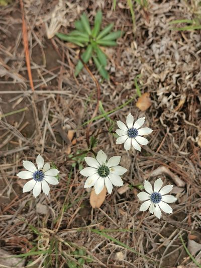 Eryngium lemmonii, photographed by M. Socorro González Elizondo