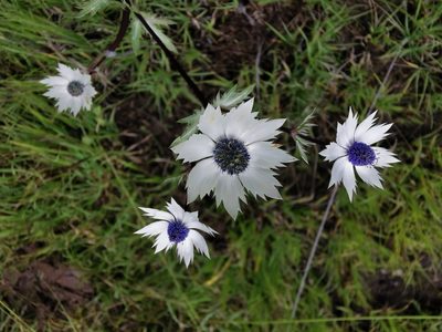 Eryngium lemmonii, photographed by M. Socorro González Elizondo