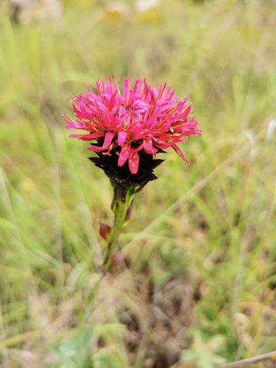 Acourtia wislizeni, photographed by M. Socorro González Elizondo