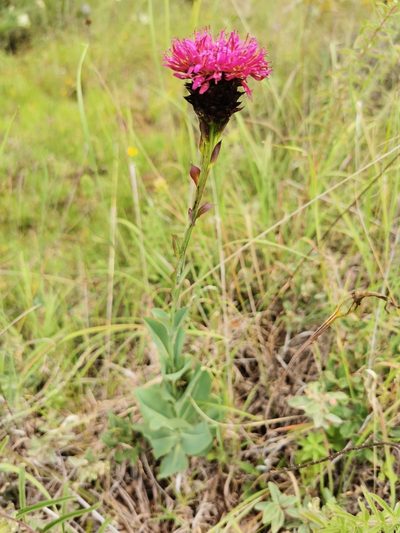Acourtia wislizeni, photographed by M. Socorro González Elizondo