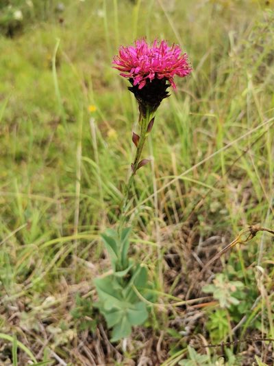 Acourtia wislizeni, photographed by M. Socorro González Elizondo