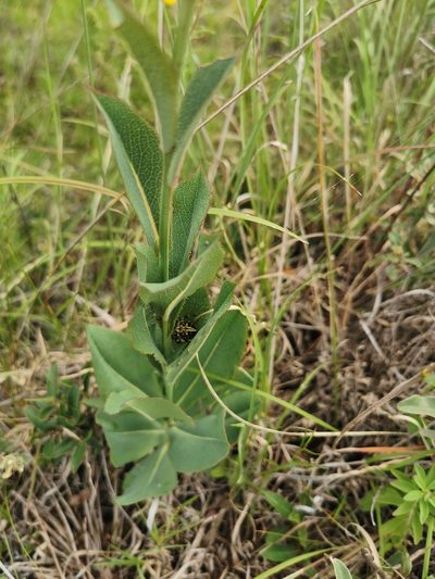 Acourtia wislizeni, photographed by M. Socorro González Elizondo