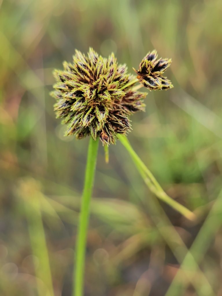 Scirpoides mexicana, photographed by M. Socorro González Elizondo