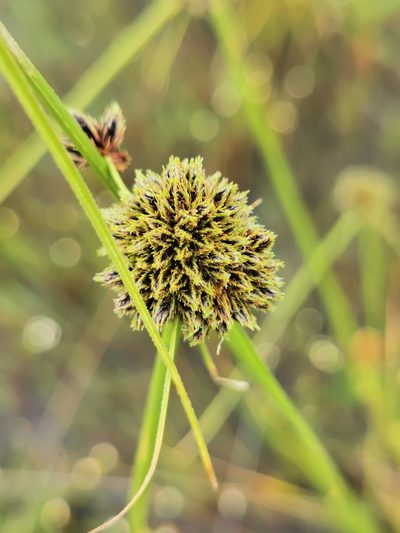 Scirpoides mexicana, photographed by M. Socorro González Elizondo
