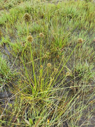 Scirpoides mexicana, photographed by M. Socorro González Elizondo