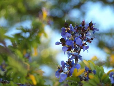 Guaiacum coulteri, photographed by rociojgo