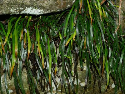 Haplopteris anguste-elongata, photographed by Jacy Chen