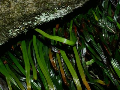 Haplopteris anguste-elongata, photographed by Jacy Chen