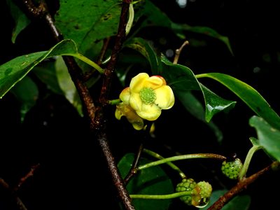 Kadsura matsudae, photographed by Jacy Chen