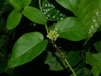 Marsdenia tinctoria, photographed by Jacy Chen