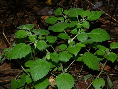 Physalis pubescens, photographed by Jacy Chen