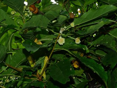 Sloanea dasycarpa, photographed by Jacy Chen