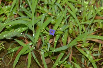 Exacum pumilum, photographed by S.MORE