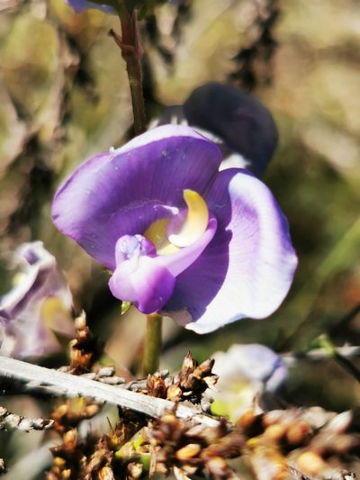 Swainsona procumbens, photographed by Richard Dimon
