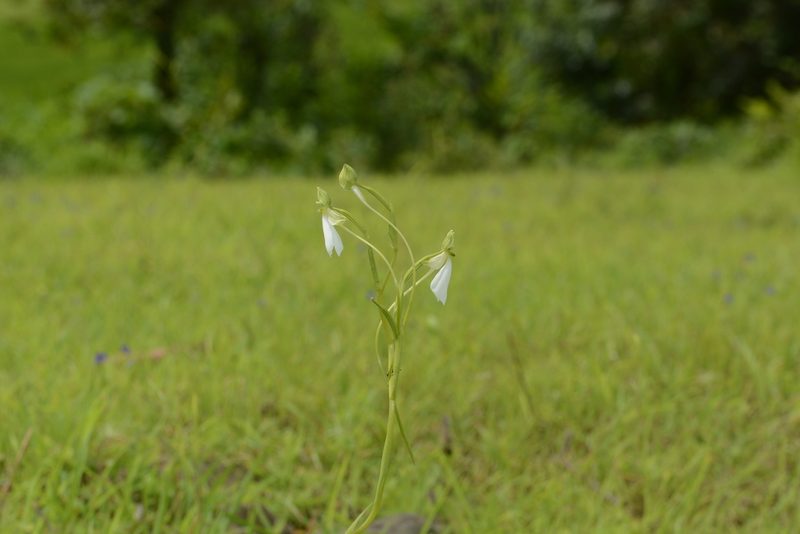 Habenaria longicorniculata, photographed by S.MORE