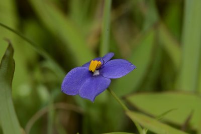 Exacum pumilum, photographed by S.MORE