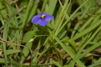 Exacum pumilum, photographed by S.MORE