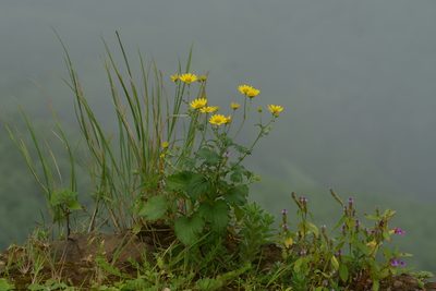 Senecio bombayensis, photographed by S.MORE