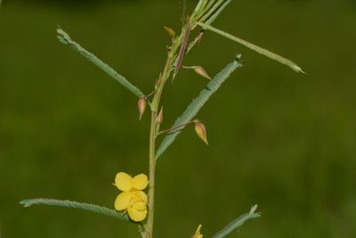 Chamaecrista mimosoides, photographed by S.MORE