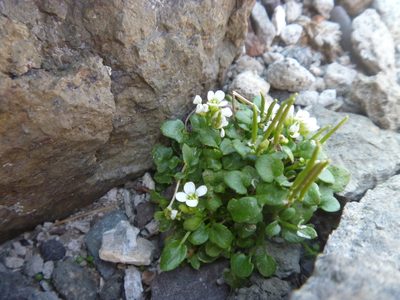 Cardamine changbaiana, photographed by Bruce Calvert
