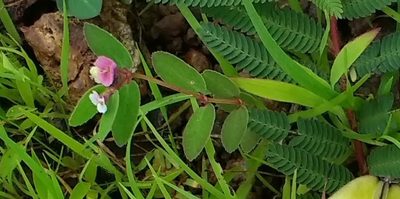 Euphorbia concanensis, photographed by S.MORE