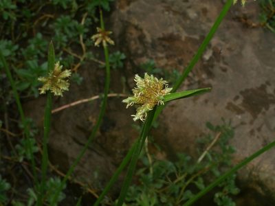 Schoenoplectiella mucronata, photographed by Jacy Chen