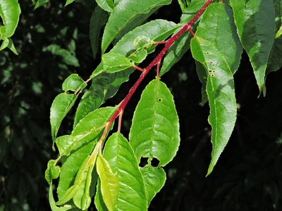 Prunus buergeriana, photographed by Jacy Chen