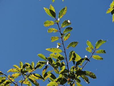 Prunus buergeriana, photographed by Jacy Chen