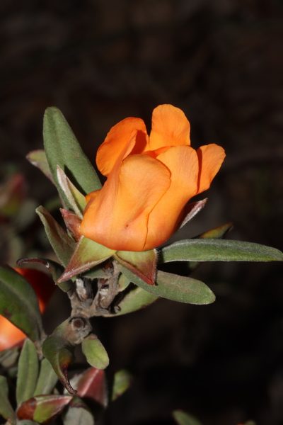 Hibbertia miniata, photographed by T. Hammer