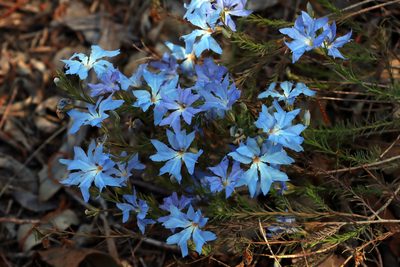 Leschenaultia biloba, photographed by T. Hammer