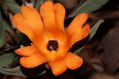 Hibbertia miniata, photographed by T. Hammer