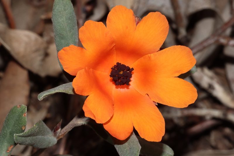 Hibbertia miniata, photographed by T. Hammer
