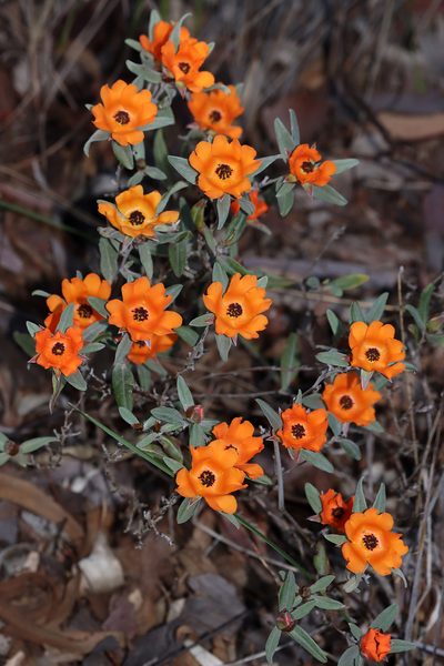 Hibbertia miniata, photographed by T. Hammer