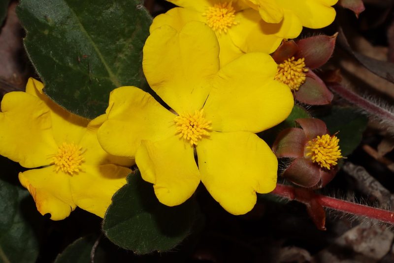 Hibbertia lasiopus, photographed by T. Hammer
