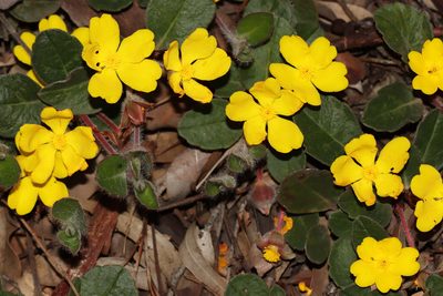 Hibbertia lasiopus, photographed by T. Hammer