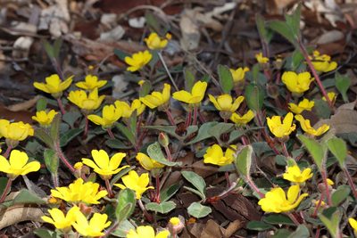 Hibbertia lasiopus, photographed by T. Hammer