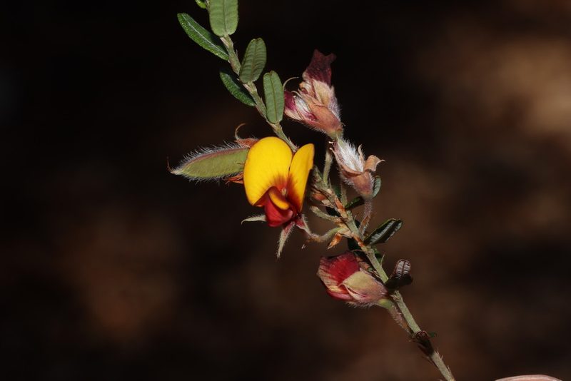 Bossiaea eriocarpa, photographed by T. Hammer