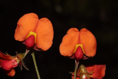 Chorizema dicksonii, photographed by T. Hammer