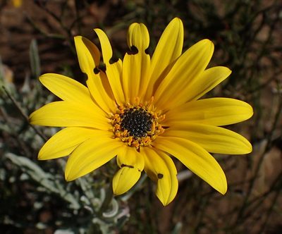 Arctotis lanceolata, photographed by Nicola van Berkel