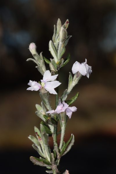 Dampiera lavandulacea, photographed by T. Hammer