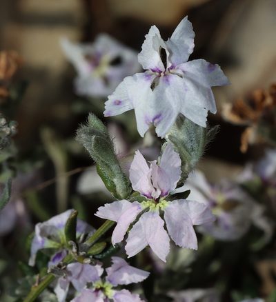 Dampiera lavandulacea, photographed by T. Hammer