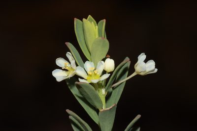 Phyllanthus calycinus, photographed by T. Hammer