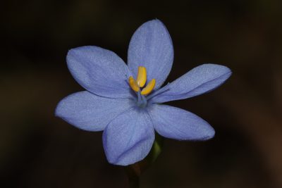 Orthrosanthus laxus, photographed by T. Hammer