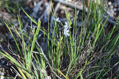 Orthrosanthus laxus, photographed by T. Hammer